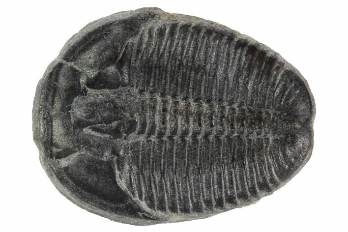 Elrathia Trilobite Fossil - Utah #97068